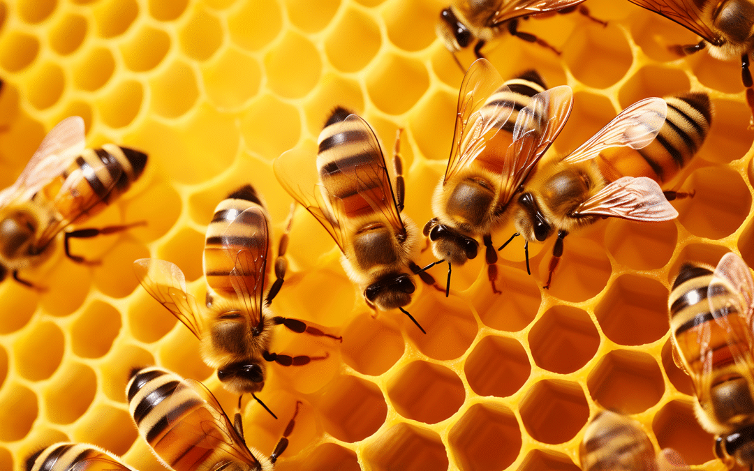 Discover the Sweet Benefits of Local Honey